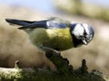 Blue titmouse on a branch