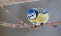 Blue Titmouse