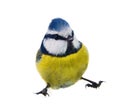 blue titmouse (Parus caeruleus