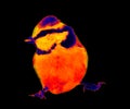 Blue titmouse Parus caeruleus in scientific high-tech thermal imager