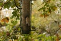 Blue Tits, Cyanistes caeruleus, and Chaffinch, Fringilla coelebs, on seed bird feeder against Autumn foliage