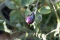 Blue to black colored tomato fruit, of a historical tomato sort