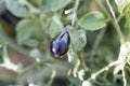 Blue to black colored tomato fruit, of a historical tomato sort