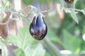 Blue to black colored tomato fruit, of a historical tomato sort