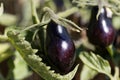 Blue to black colored tomato fruit, of a historical tomato sort