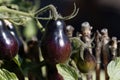 Blue to black colored tomato fruit, of a historical tomato sort