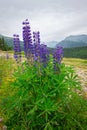 Blue to violet flowers of Early purple orchid Royalty Free Stock Photo