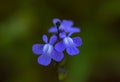 Blue Toadflax (Linaria canadensis) Royalty Free Stock Photo