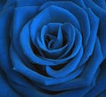 Blue tone rose close up