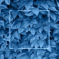Blue toned creative background with square frame for text on overlapped grape leaves Royalty Free Stock Photo