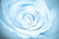 Blue toned macro rose Royalty Free Stock Photo