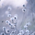 Blue toned wildflowers background Royalty Free Stock Photo