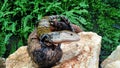 Blue tongue Skink Royalty Free Stock Photo