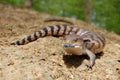 Blue Tongue Skink Royalty Free Stock Photo