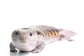 Blue Tongue Skink Royalty Free Stock Photo