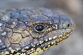 Blue tongue sleepy lizard Royalty Free Stock Photo