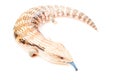 Blue-tongued skink Royalty Free Stock Photo