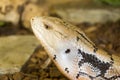 Blue Tongued Skink