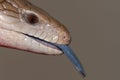 A Blue tongued Skink Royalty Free Stock Photo