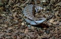 Blue tongued skink Royalty Free Stock Photo