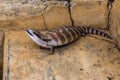 Blue Tongue Skink, Upper Hunter Valley, NSW, Australia