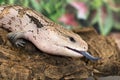 Blue tongued skink side-on Royalty Free Stock Photo