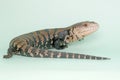 A Blue tongued skink is starting its daily activities. Royalty Free Stock Photo