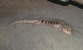 Blue-Tongued Skink Tiliqua Lizard Royalty Free Stock Photo