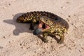 Blue-tongued skink, Tiliqua rugosa, Ausatralia Royalty Free Stock Photo