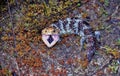 Blue-tongued skink, Trachydosaurus rugosus, intimidated with open mouth