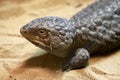 The blue-tongued skink, Trachydosaurus rugosus, resembles a tree cone