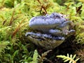 Blue Tooth Fungus - Hydnellum caeruleum