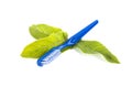 Toothbrush and leaves of mint