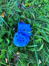 Blue torn baby crocs