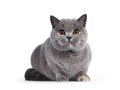 Blue tortie British Shorthair cat on white Royalty Free Stock Photo