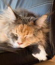 Blue Tortie Tabby with White Maine Coon Cat Sleeping on Chair