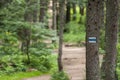 Blue tourist sign or mark on tree Royalty Free Stock Photo