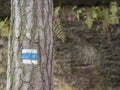 Blue touristic mark trail sign on spruce tree trunk forest, rock Royalty Free Stock Photo