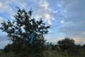 Blue towel on willow tree Royalty Free Stock Photo