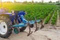 Blue tractor with a cultivator plow on the background of the green field of Bulgarian pepper plantation. Farming and agriculture. Royalty Free Stock Photo