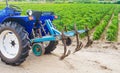 Blue tractor with a cultivator plow in a paprika pepper plantation. Farming, agriculture. Cultivation of an agricultural field. Royalty Free Stock Photo