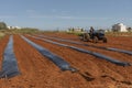 A blue tractor and workers planting water melon seeds and covering with black plastic