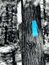 A blue trail indicator arrow sign in the woods