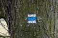 Blue trail mark on tree