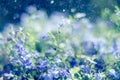 Blue Trailing Lobelia Sapphire flowers or Edging Lobelia in garden Royalty Free Stock Photo