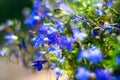 Blue Trailing Lobelia Sapphire flowers or Edging Lobelia in garden Royalty Free Stock Photo