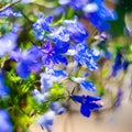 Blue Trailing Lobelia Sapphire flowers or Edging Lobelia in garden Royalty Free Stock Photo
