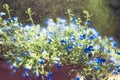 Blue Trailing Lobelia Sapphire flowers or Edging Lobelia in garden