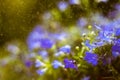 Blue Trailing Lobelia Sapphire flowers or Edging Lobelia in garden Royalty Free Stock Photo