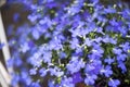 Blue Trailing Lobelia Sapphire flowers or Edging Lobelia in garden